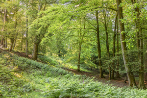 Framed & Mounted prints