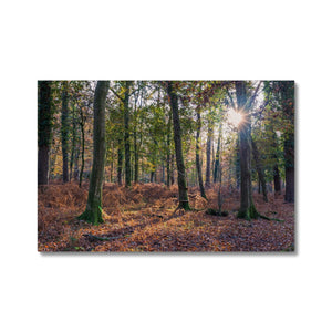 Autumn light