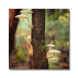 Mushroom tree