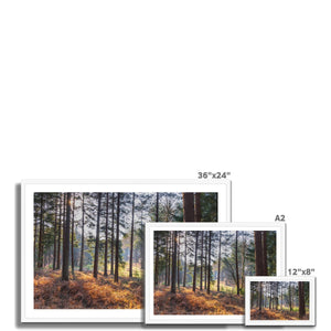Shadows of the pines