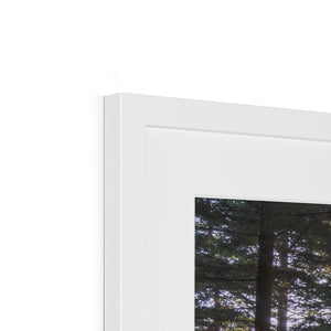 Shadows of the pines