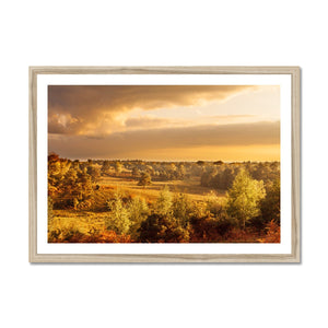 Forest view