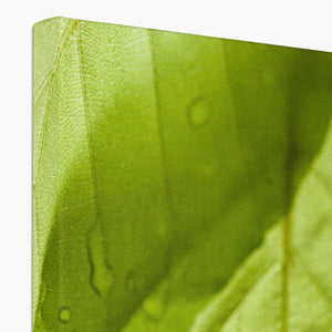 Leaf droplets 5