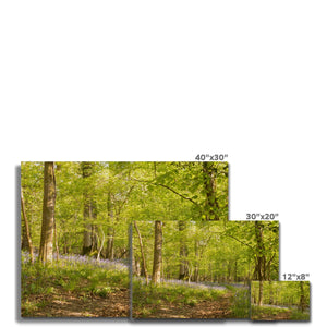 Bluebell path