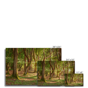 Forest Zen