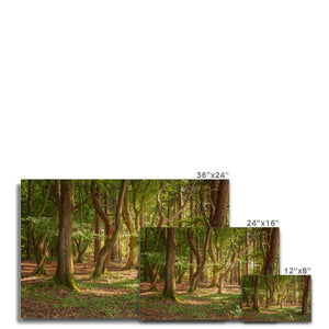 Forest Zen