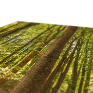 Forest scape