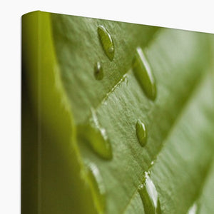 Leaf droplets 3