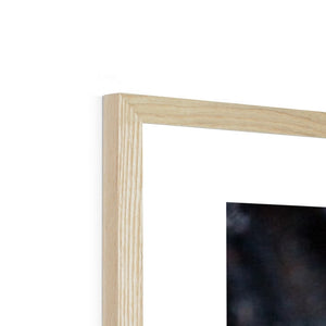 Sun Flower seeds shells 2