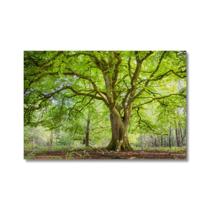 Emerald canopy forest scene