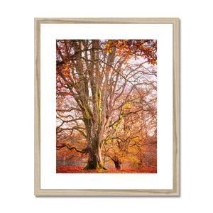 Autumn tree