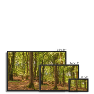 Forest scape