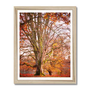 Autumn tree