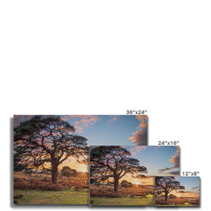 Sunset forest landscape