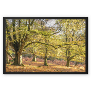 Golden autumn sunlight