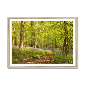 Bluebell path