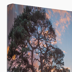 Sunset forest landscape