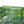 Deep forest landscape