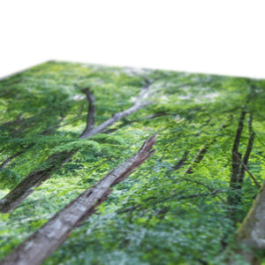 Deep forest landscape