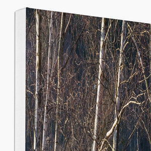 Birch light