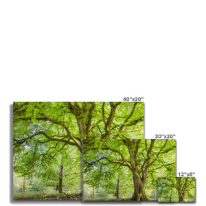 Emerald canopy forest scene