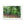 Deep forest landscape