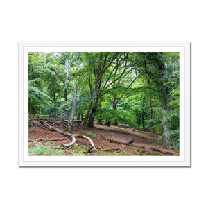 Deep forest landscape