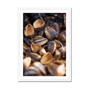 Sun Flower seeds shells 2