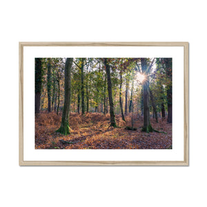 Autumn light