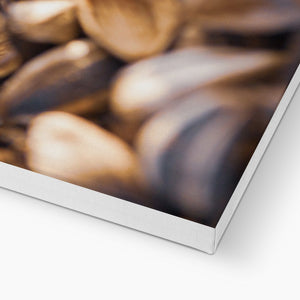 Sun Flower seeds shells 2