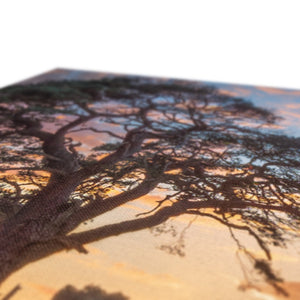 Sunset forest landscape