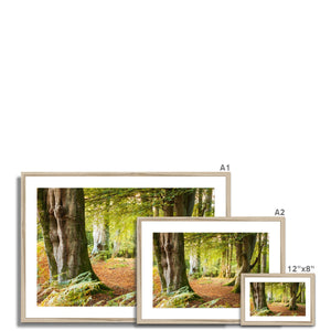 Ornamental Beeches