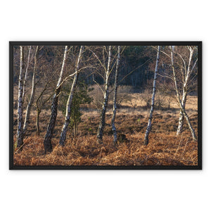 Birch light