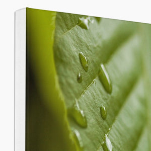 Leaf droplets 3