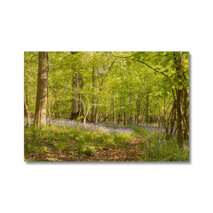 Bluebell path