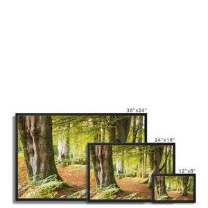 Ornamental Beeches