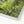 Green forest landscape