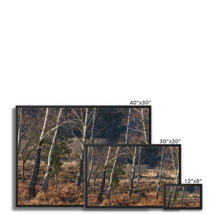Birch light