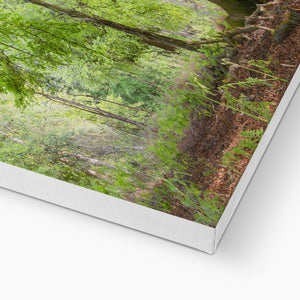 Emerald canopy forest scene