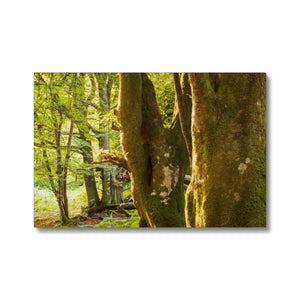 Deep Forest Aura