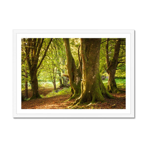 Deep Forest Aura