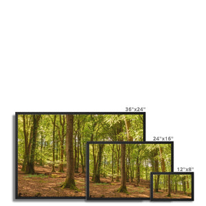 Forest scape