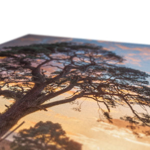 Sunset forest landscape