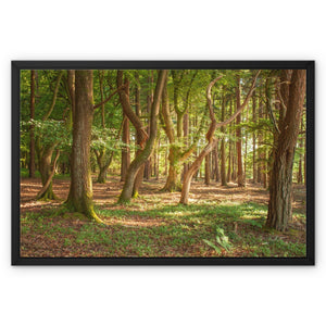 Forest Zen