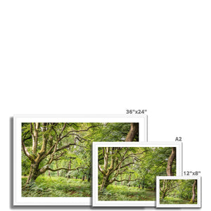 Green forest landscape