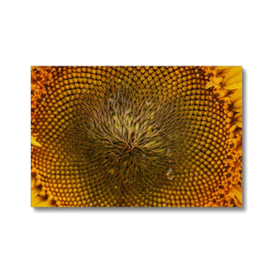 Sun Flower 2