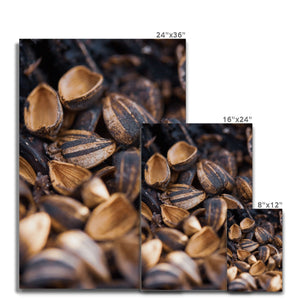 Sun Flower seeds shells 2