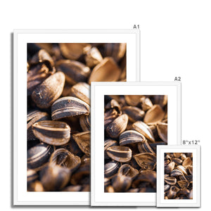 Sun Flower seeds shells