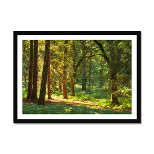 Sunlit Forest