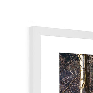 Birch light